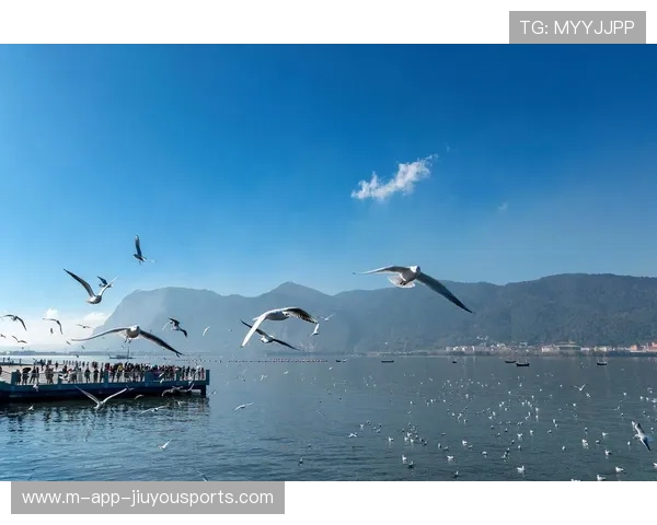 海鸥执着追梦：借主场之势冲击胜利的荣耀之旅